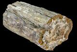 Pound Petrified Wood (Araucaria) Log With Polished End - Madagascar #108532-1